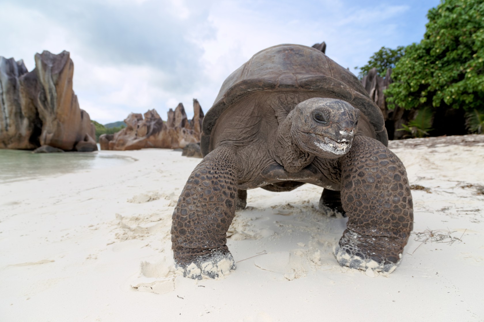 Schildkröte auf Curieuse © Seychelles Tourism Board