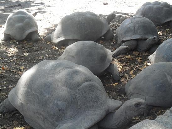 Riesenschildkr&ouml;ten auf La Digue